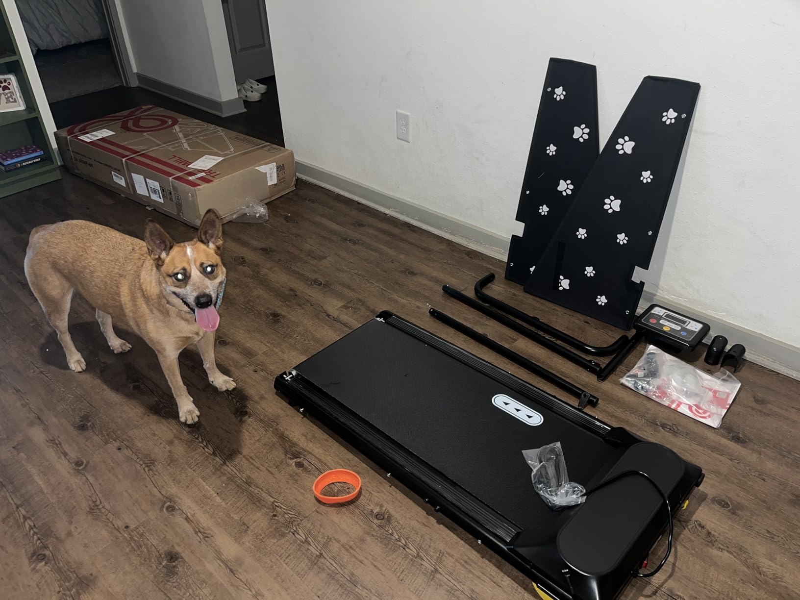 CIIHI Dog Treadmill for Medium Small Dogs - Pet Running Machine customer photo 1