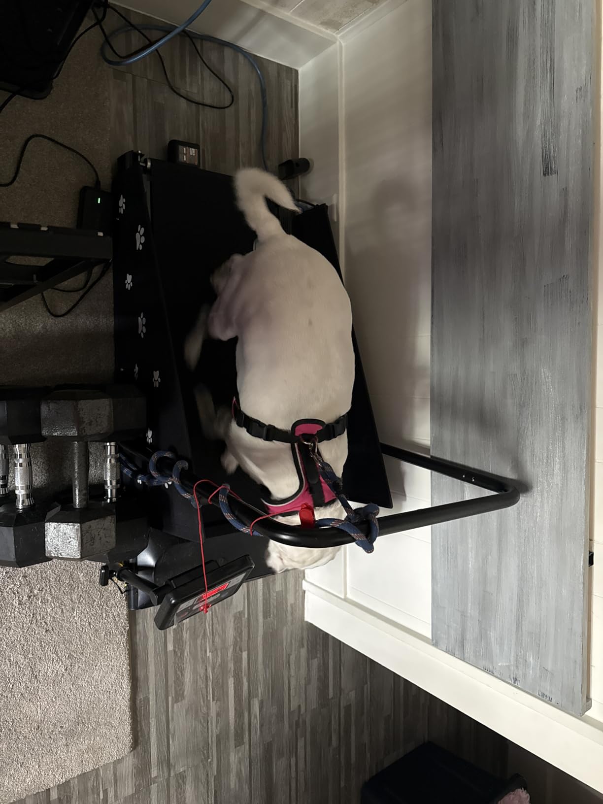 CIIHI Dog Treadmill for Medium Small Dogs - Pet Running Machine customer photo 2