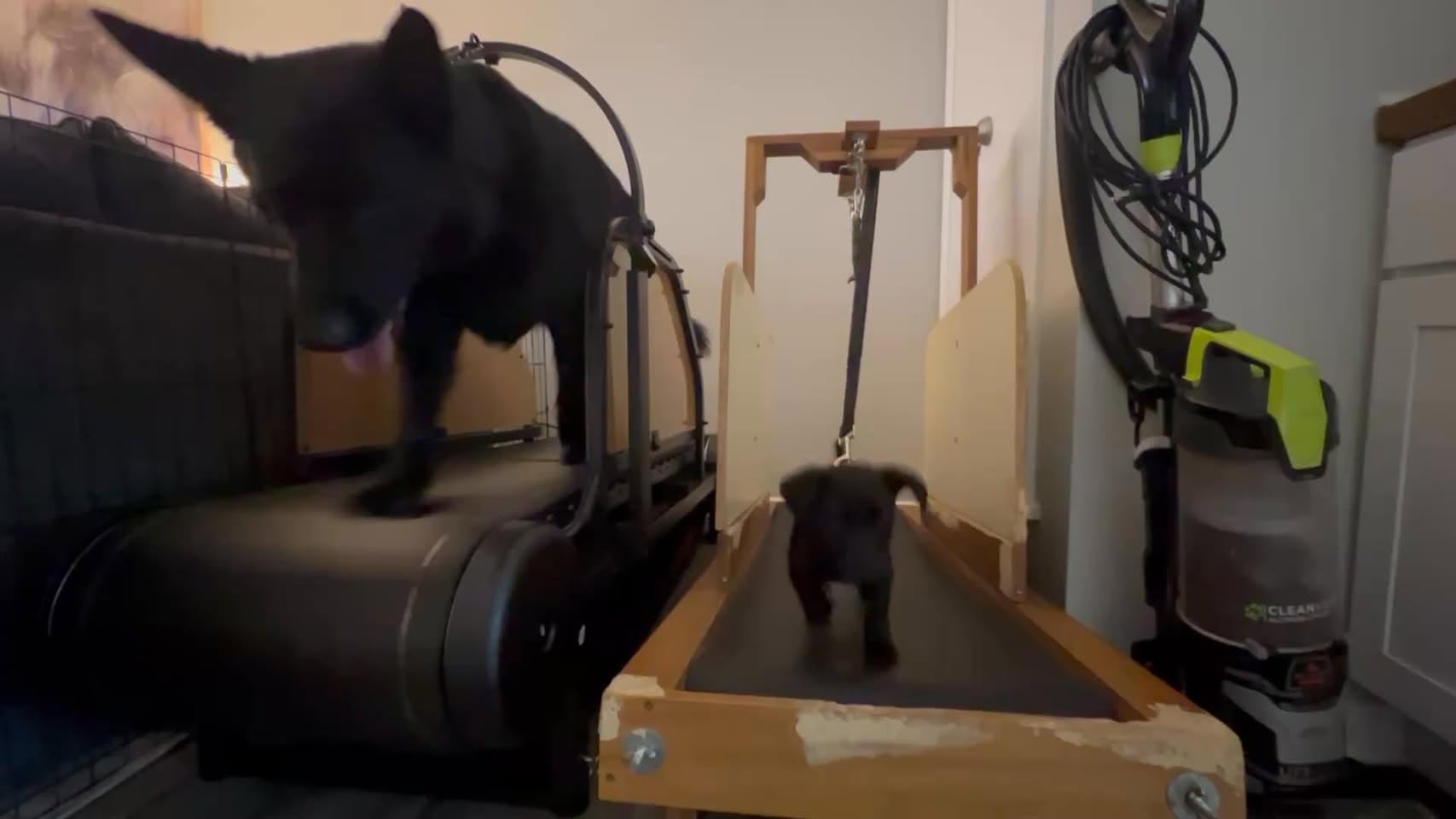 Non-Motorized Dog Treadmill for Large Dogs,18