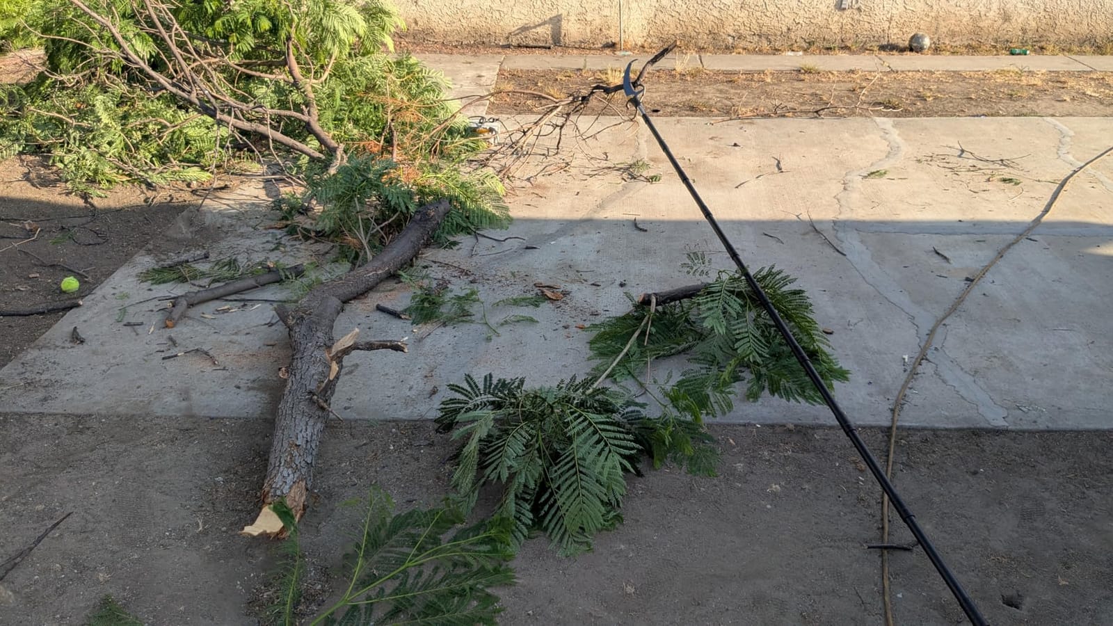 14.5FT Pole Saw with Adjustable Length for Tree Trimming, Lightweight Manual Pruning Saw with Mn Steel Blade, Long Extension Branch Cutter Pole Pruner for Yard, Garden, Patio & Forestry Use customer photo 1