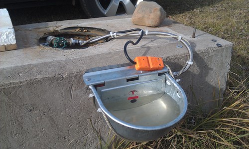 Little Giant® Galvanized Steel Automatic Stock Waterer | Automatic Livestock Water for Cattle customer photo 1