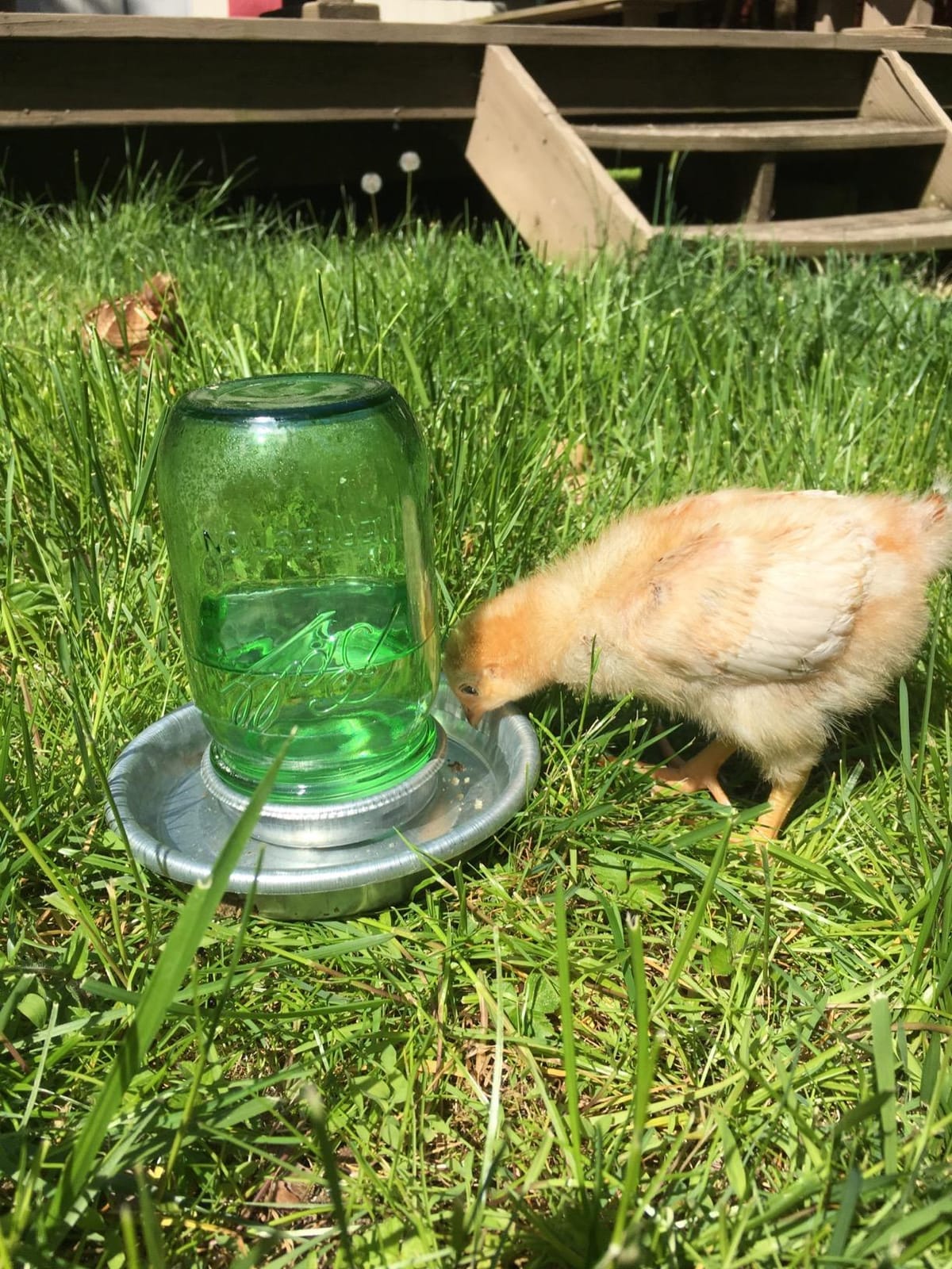 Baby Chick Waterer Base - Little Giant - Metal Waterer Base Jar, 1 Quart (Item No. 9826) customer photo 1