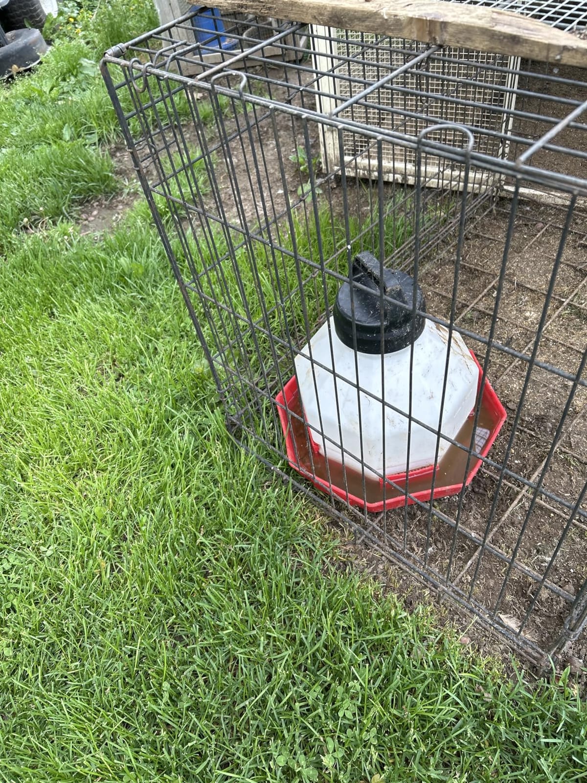 Little Giant® Plastic Poultry Waterer | Heavy Duty Plastic Gravity Fed Water Container | Easy to Fill | Snap on Jar | 7 Gallons customer photo 1