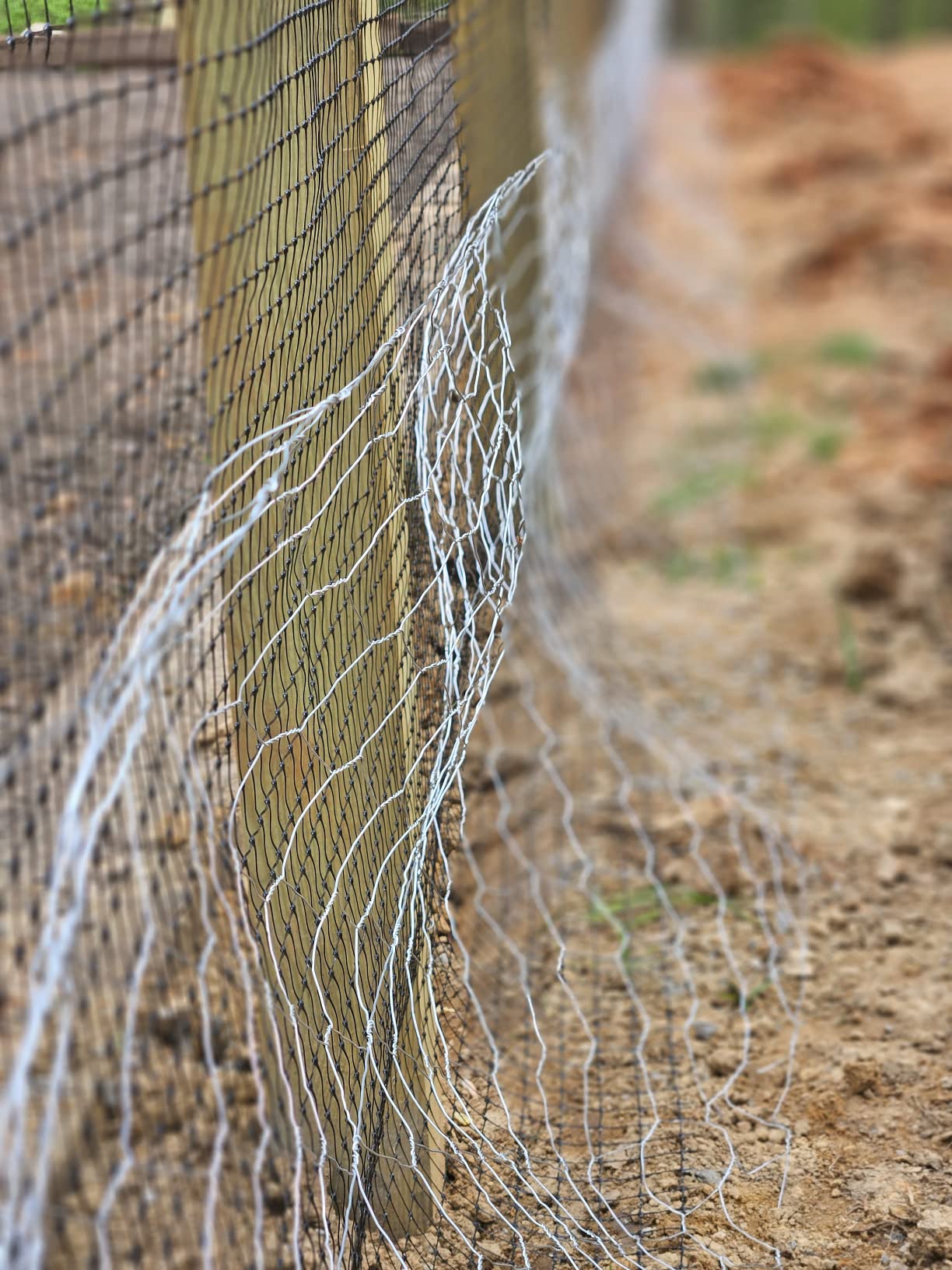 YARDGARD 2 Inch Poultry Netting, Chicken Wire Fence, 20 Gauge Galvanized Steel, Rabbit Fencing, Bird Enclosures, Garden Protection and Plant Support, 24 Inches x 150 Feet Legacy customer photo 1