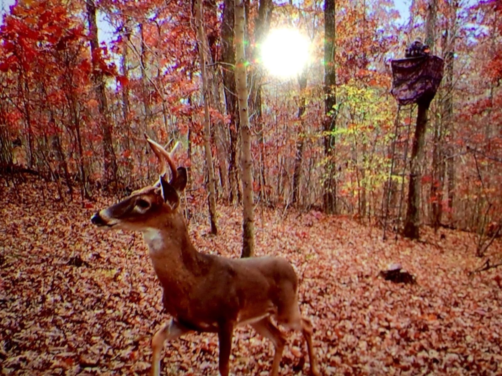 Guide Gear Universal Hunting Tree Stand Blind, Camo Tent, Deer Hunting Accessories customer photo 1