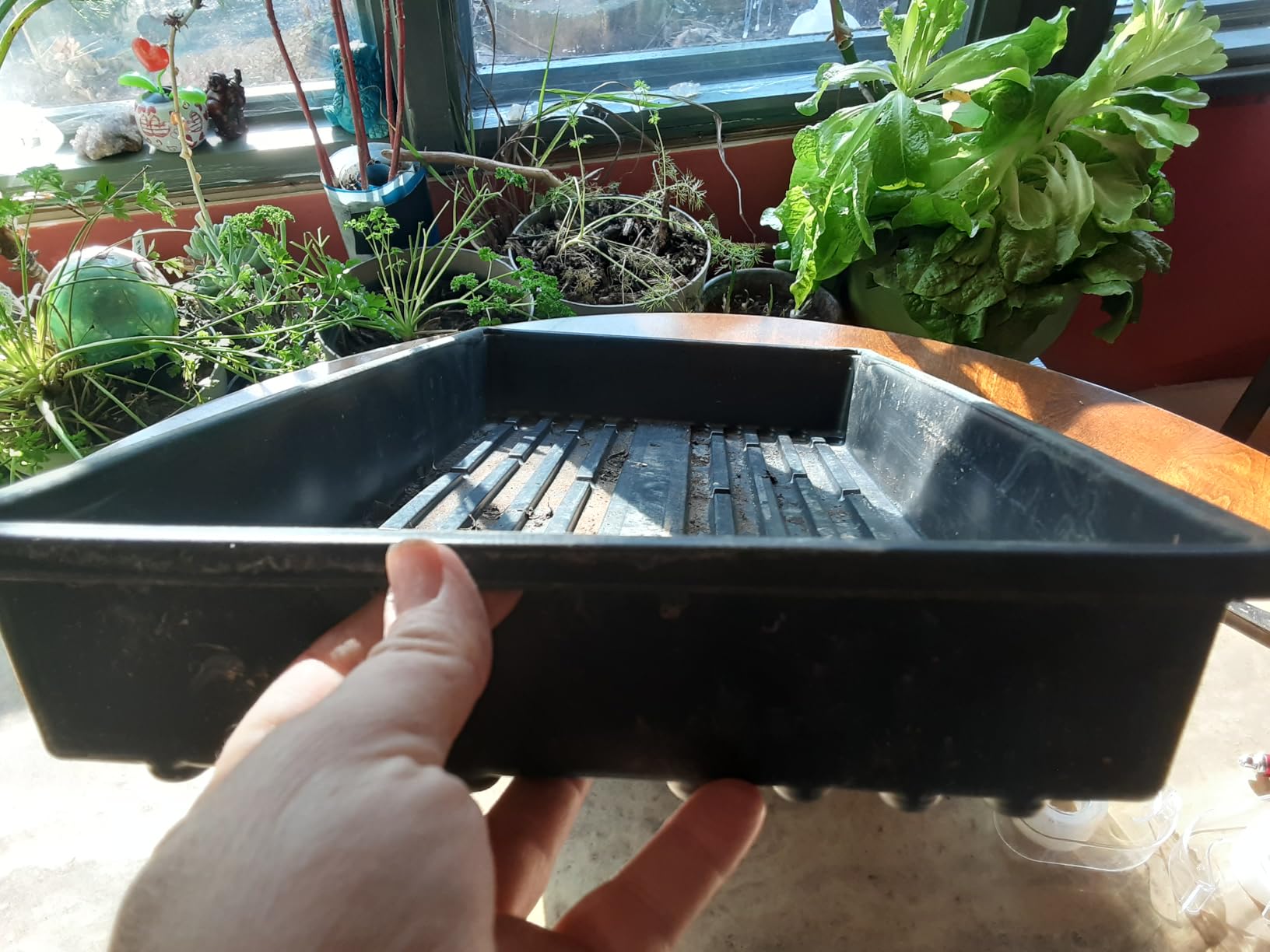 10 Plant Growing Trays (No Drain Holes) - 20