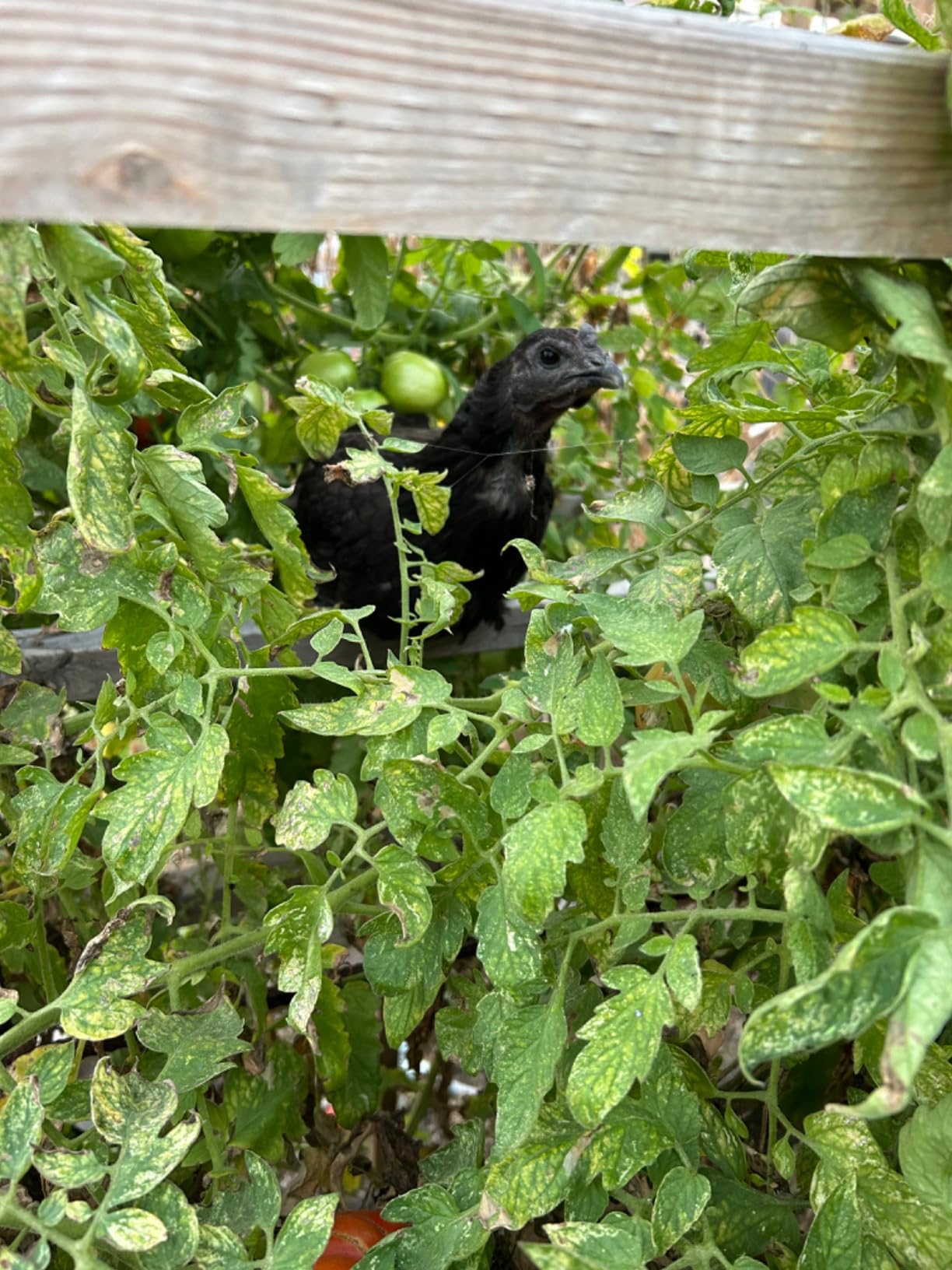 Vetrx Poultry Aid, 2 fl.oz customer photo 2