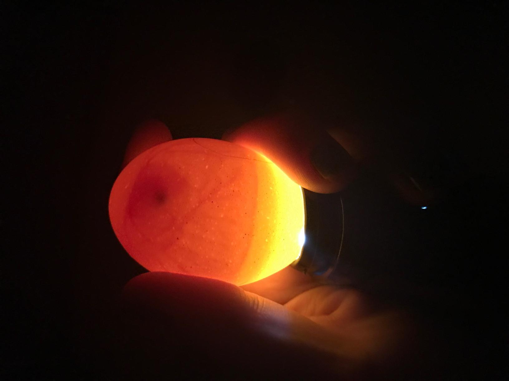 Magicfly Bright Cool LED Light Egg Candler Tester, Powered Only by Power Supply customer photo 2