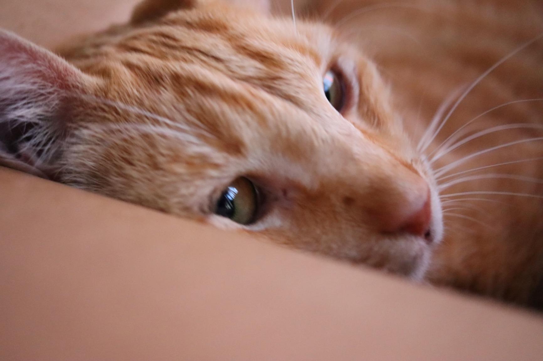 Canon EF-S 24MM 1.2.8 STM customer photo 2