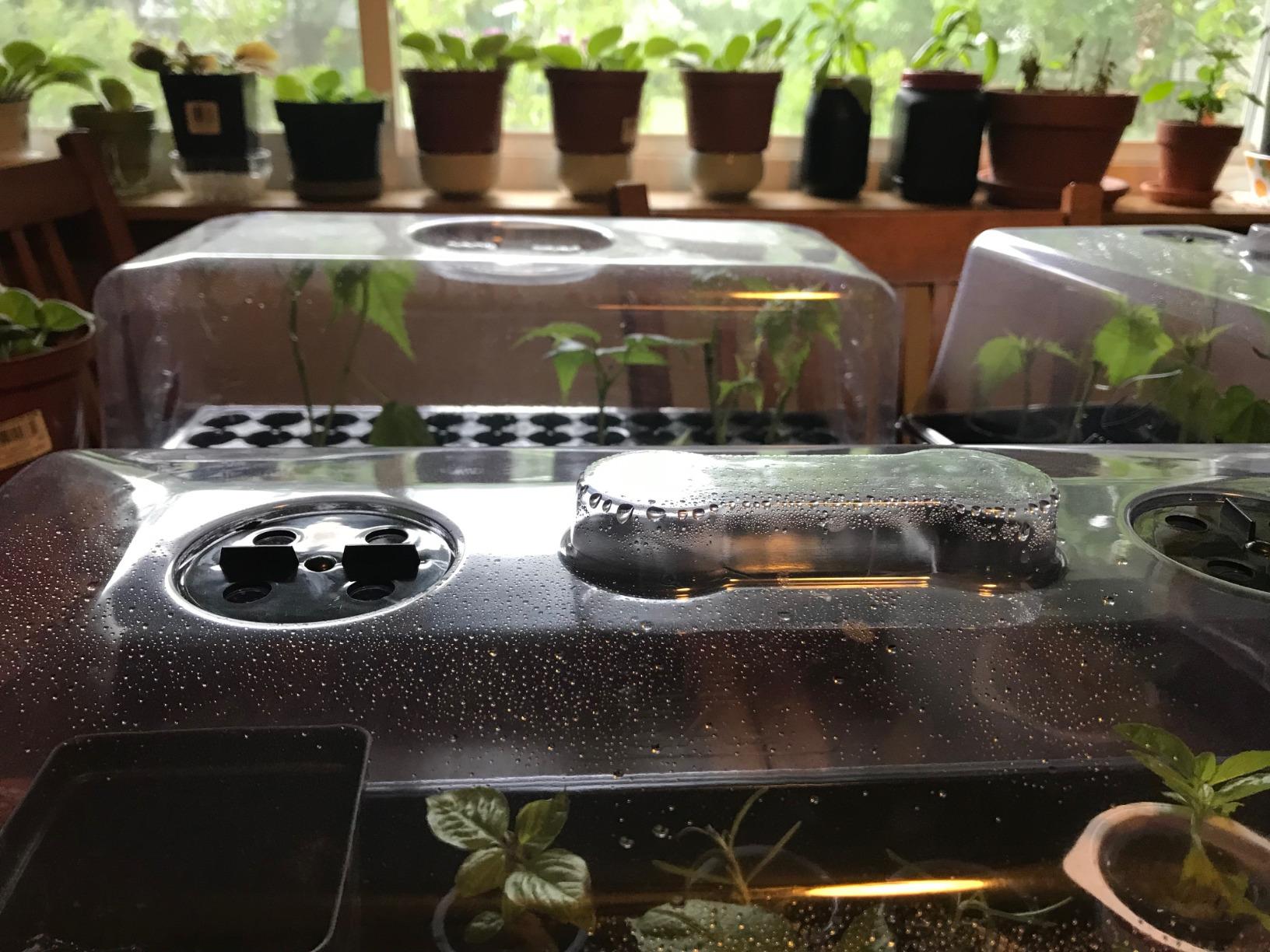 10x20 Inch Black Plastic 10 Pack Plant Propagation Tray No Holes customer photo 2
