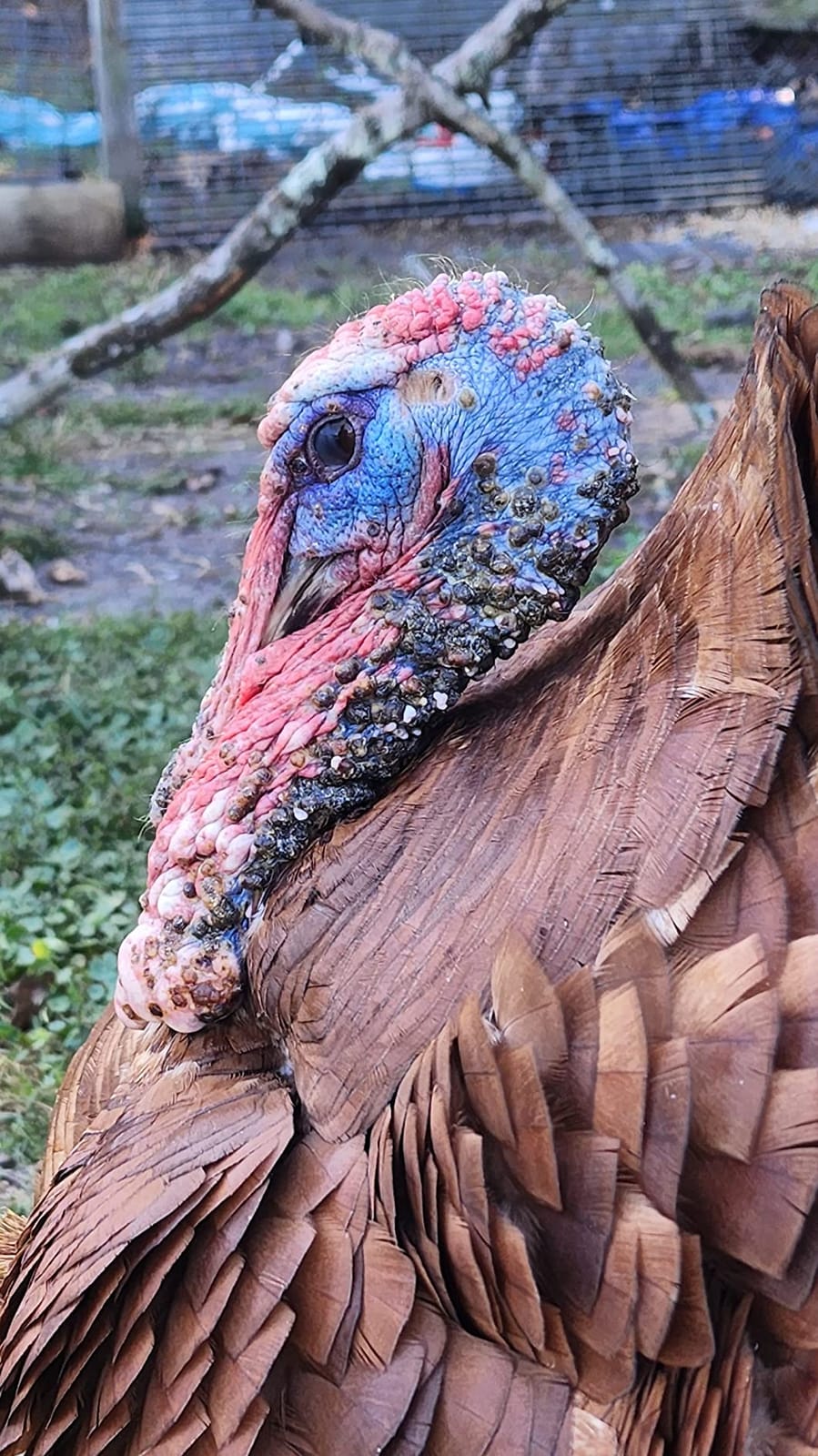 Banixx for Pecking Sores, Bumble Foot, Fowl Pox, Raw Vent Area Infection, Chicken Leg/Foot Injuries customer photo 2