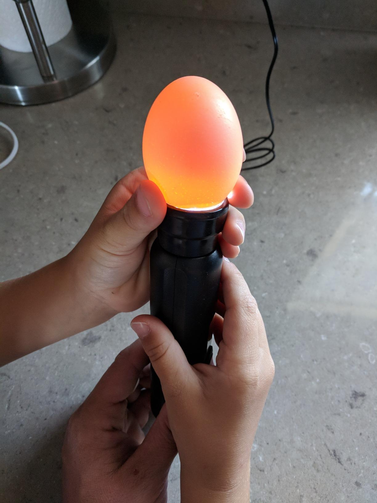 HBlife Wired LED Egg Candler, Bright Cool Light Egg Candler Tester for Monitoring Egg Development with 2 Soft Rubber customer photo 2