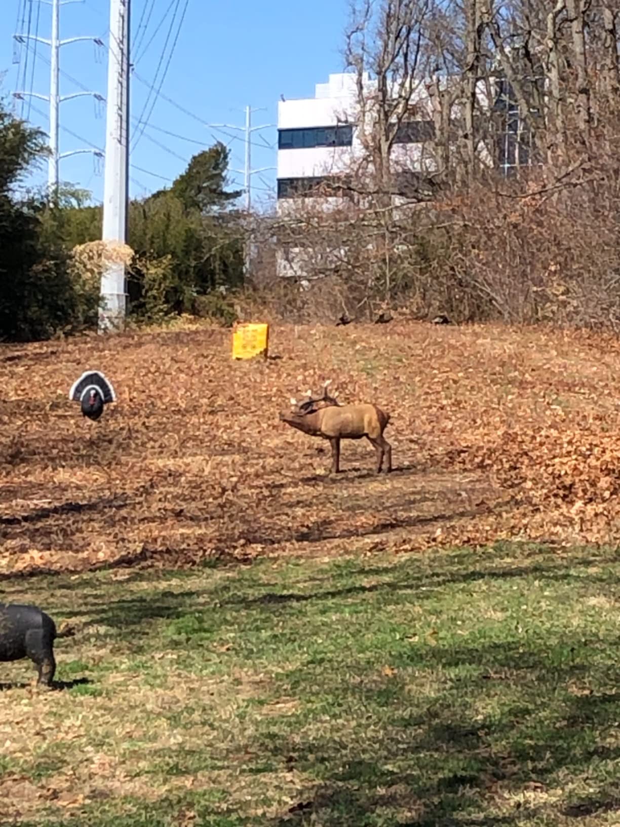 Rinehart 1/3 Scale Woodland Elk Target customer photo 1