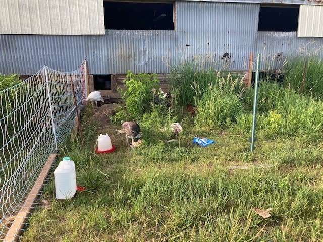 Electric Poultry Netting 48