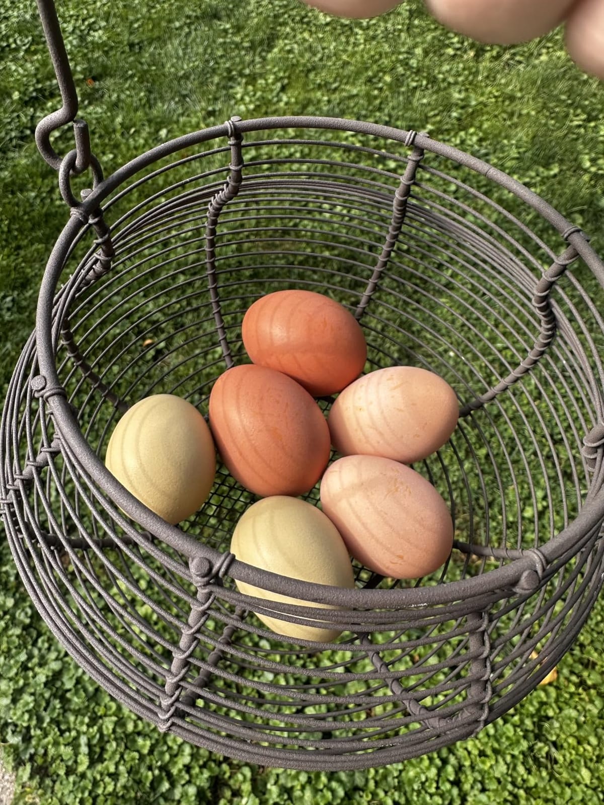 Farmhouse Wire Egg Baskets for Gathering Fresh Egg With Handle customer photo 1