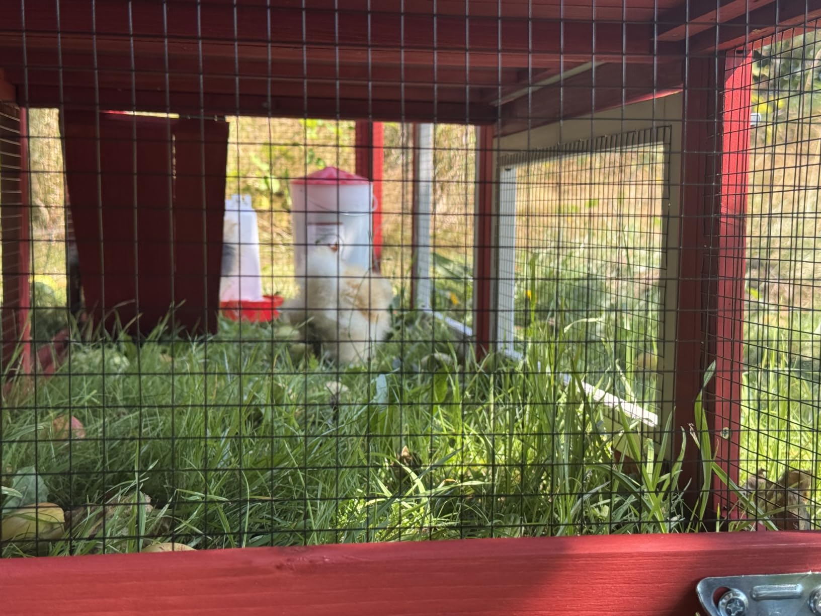 Aivituvin Chicken Run Chicken Coop Expansion Pen 71in,Outdoor Enclosure Playpen for Chicken, Rabbit, Duck, Cats, Chicken Run Only (Black, AIR29) customer photo 2