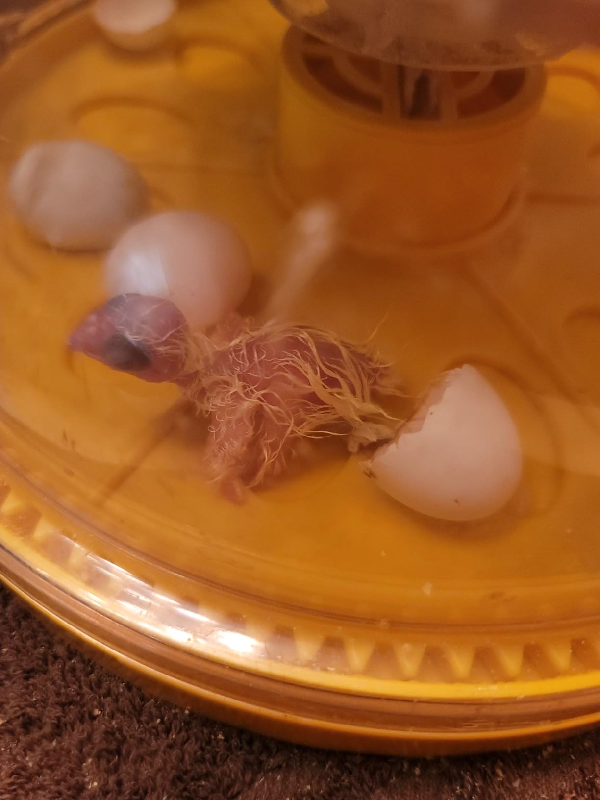 Brinsea Maxi 24 EX Egg Incubator with Automatic Turning & Humidity Control customer photo 1