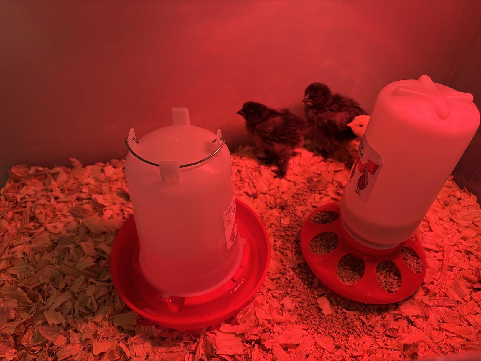 2-in-1 Chick Starter Set: 0.3 Gal Feeder & 0.4 Gal Waterer Red customer photo 2