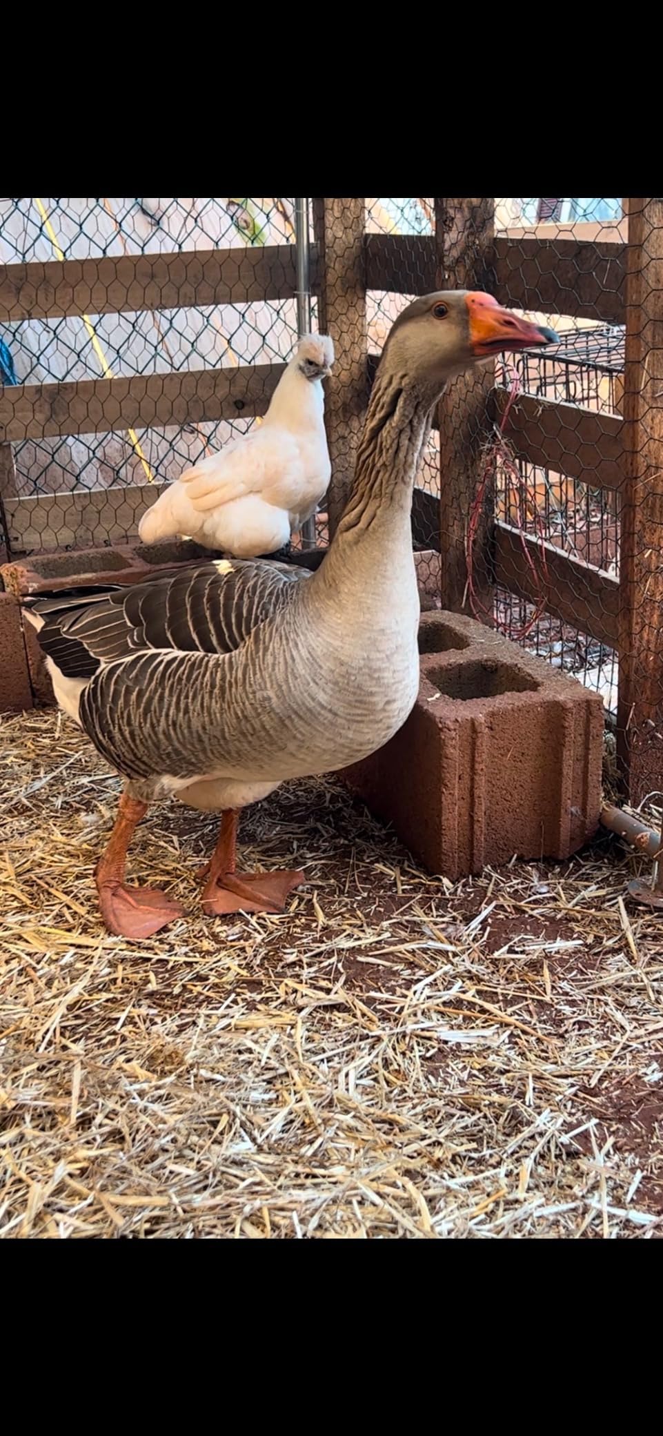 Morngardo Chicken Coop Large Metal Run for 40 Chickens Walk in Yard Poultry Cage Hen House with Waterproof Cover (193.75 Square Feet) customer photo 1