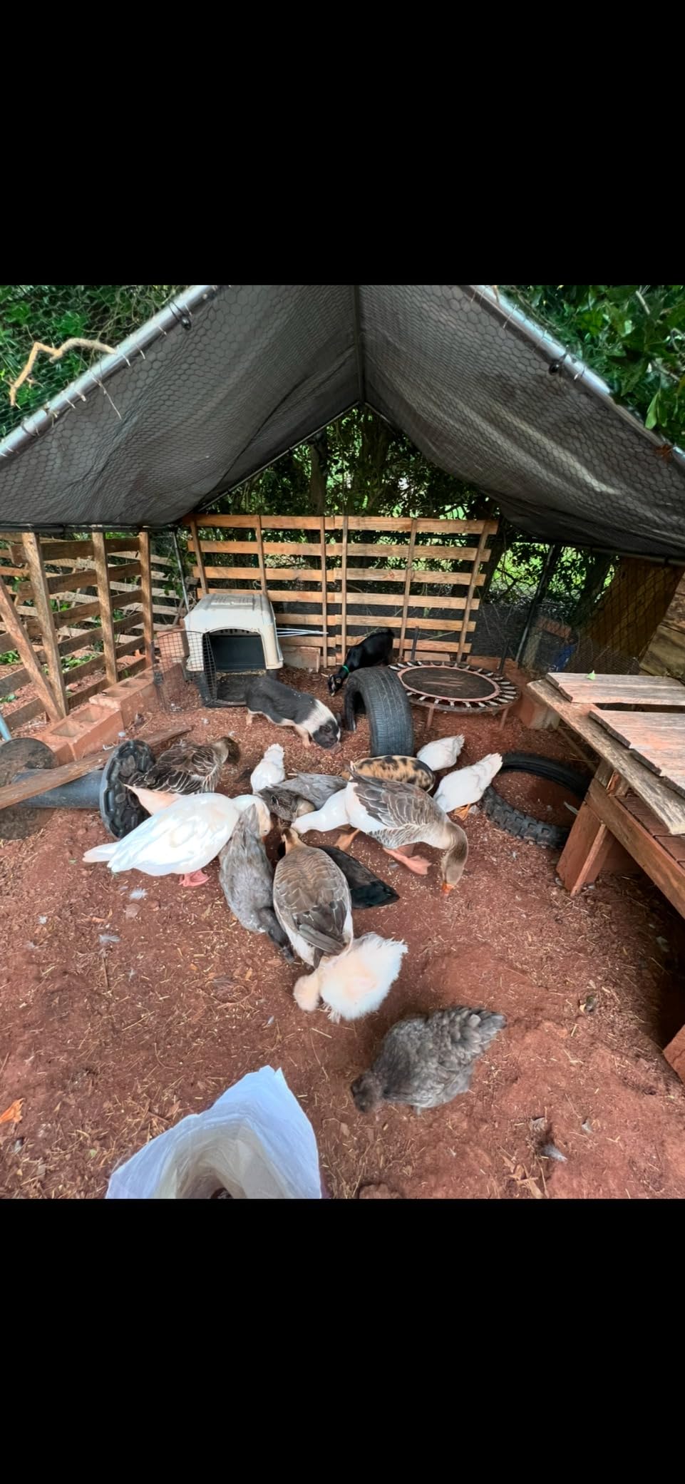 Morngardo Chicken Coop Large Metal Run for 40 Chickens Walk in Yard Poultry Cage Hen House with Waterproof Cover (193.75 Square Feet) customer photo 2