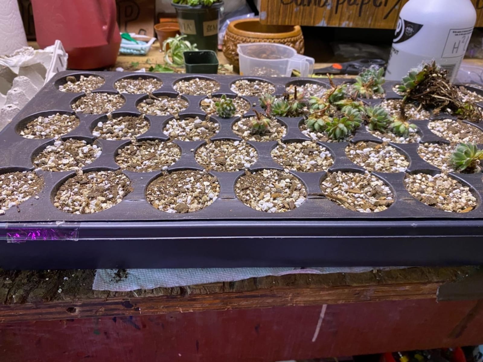 1020 Plant Trays Without Holes, 10 Pack customer photo 2