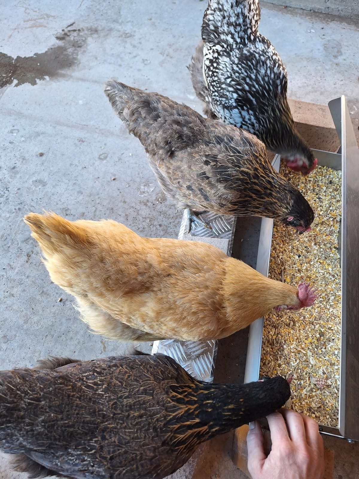 Chicken Feeder No Waste Rat Proof Automatic Treadle Feeder 15 Lbs customer photo 2