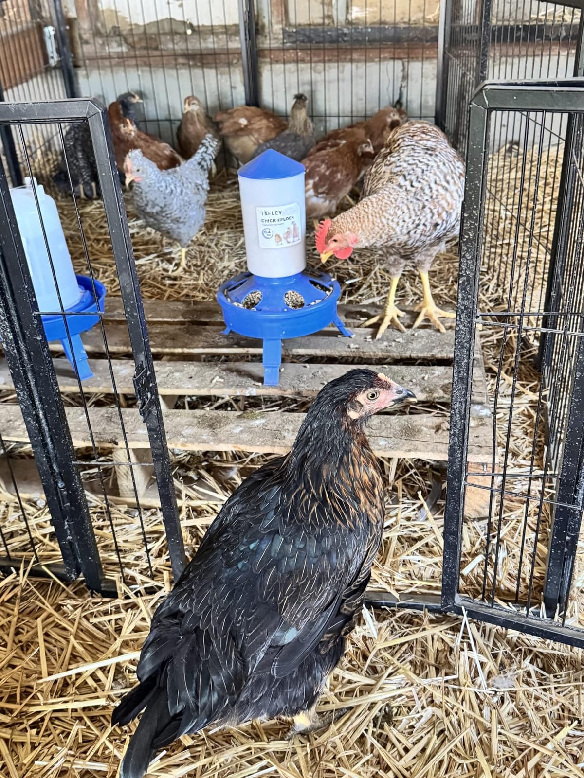 0.4Gal Top Fill Chick Feeder and 0.4Gal Chick Waterer 3 Height Scoop Blue customer photo 1