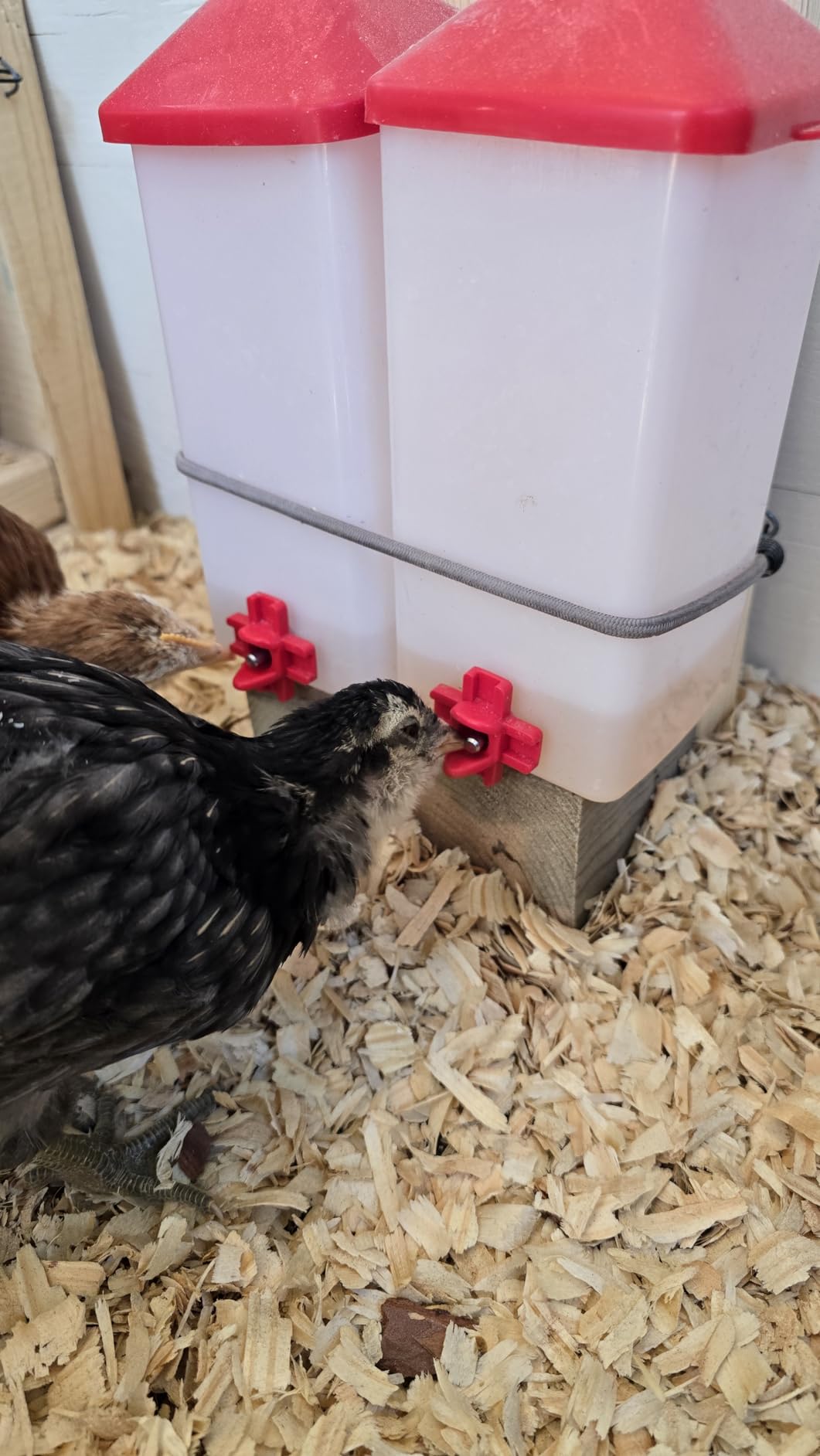 ZenxyHoC Baby Chick Waterer with Nipple Drinker 0.26 Gal (White) customer photo 2