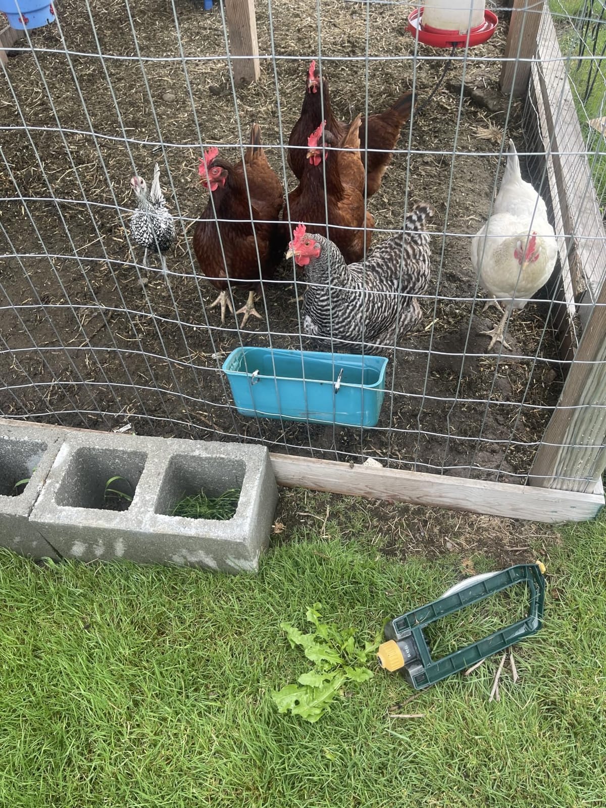 Terminalia Hanging Chicken Feeder Duck Waterer, 2.6 Quart Medium Capacity, No Spill Poultry Feeder Waterer for Backyard Chicken Duck customer photo 1
