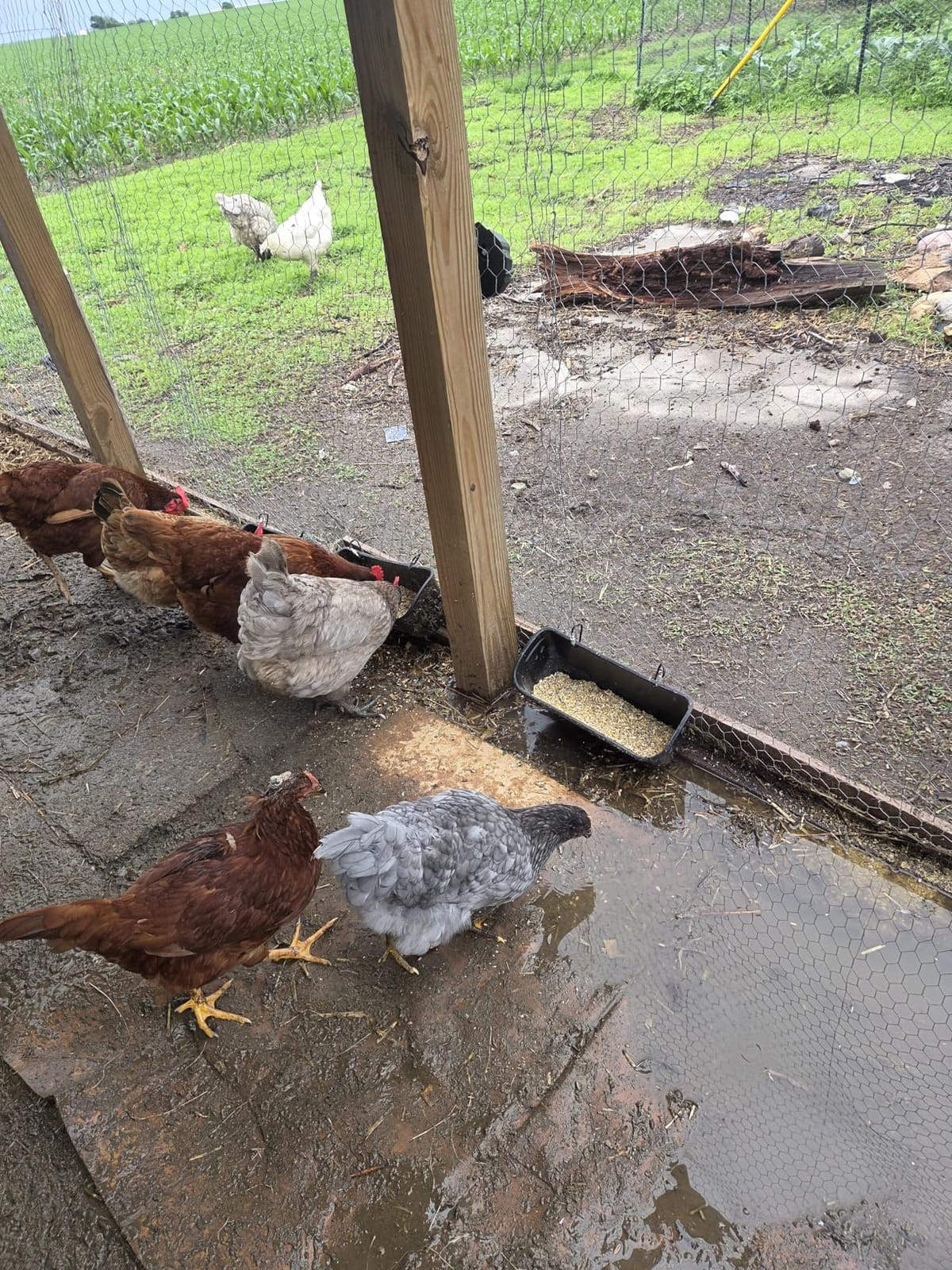 Terminalia Hanging Chicken Feeder Duck Waterer, 2.6 Quart Medium Capacity, No Spill Poultry Feeder Waterer for Backyard Chicken Duck customer photo 2
