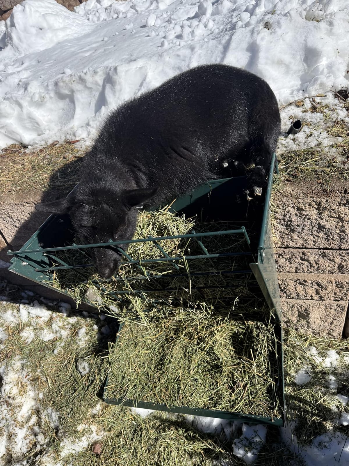 Wall Mount Hay Rack, Metal 2 in 1 Hay and Grain Feeder customer photo 1