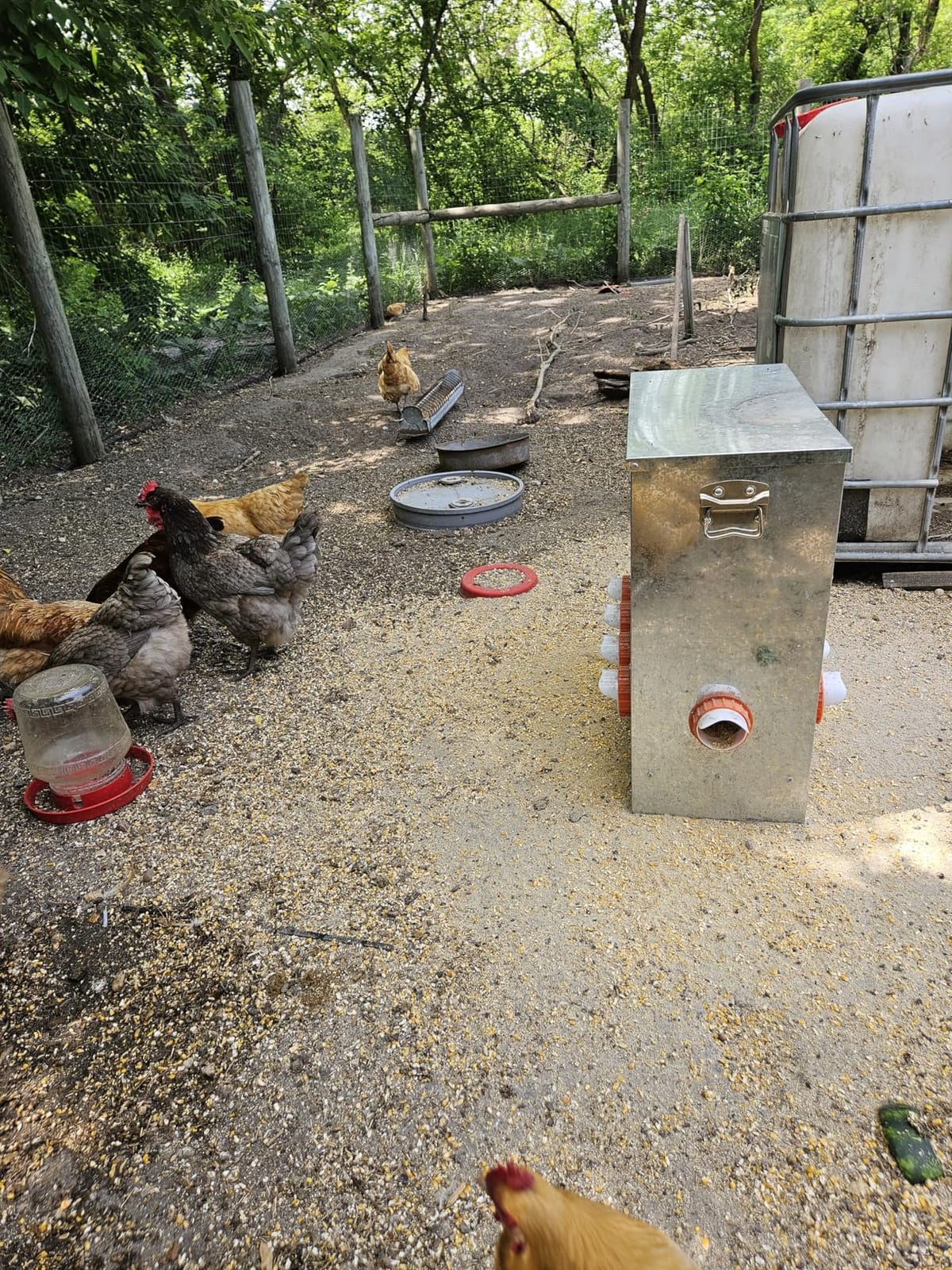 Automatic Chicken Feeder No Waste Metal Poultry Feeder Large Capacity 85lbs for Chickens, Geese, Ducks, Turkeys, Quails (10-Port) customer photo 1