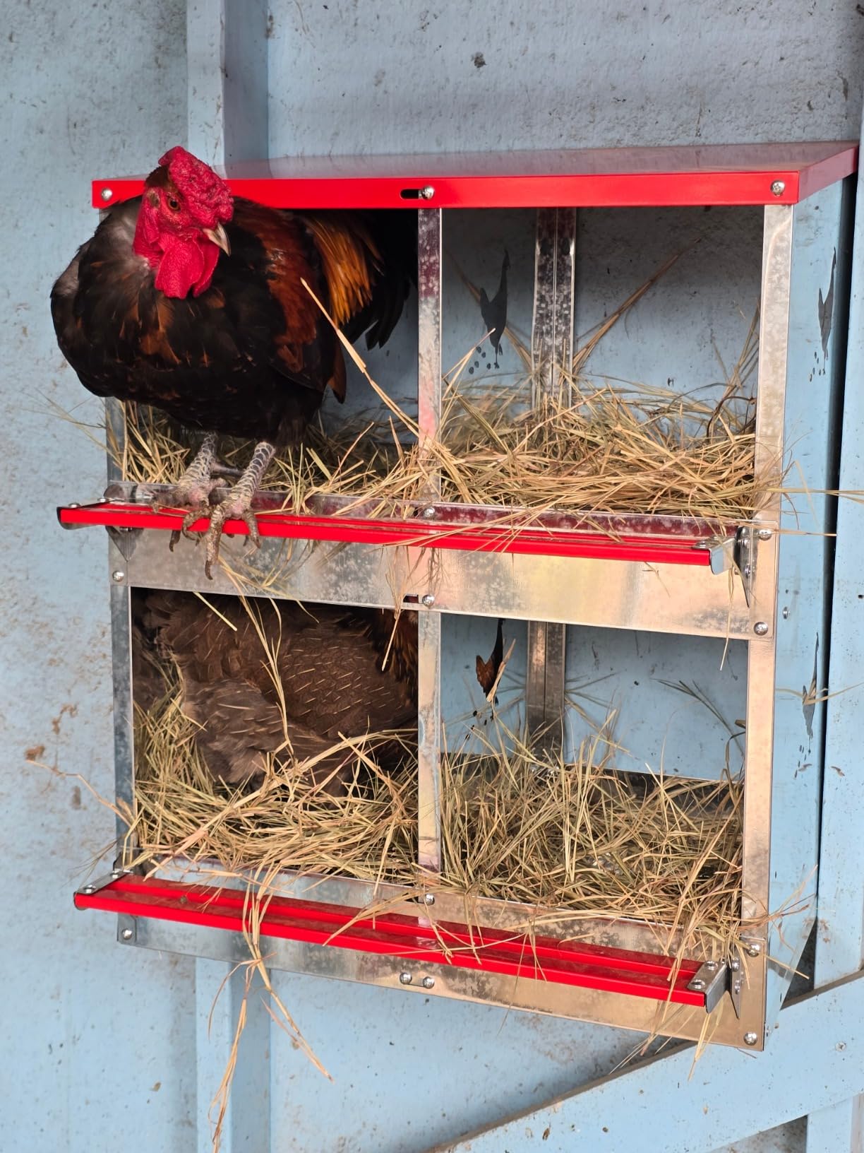 Chicken Nesting Boxes - 10 Compartment Metal Poultry Nest Box Wall Mount for Chickens, Hens, Ducks - Easy Egg Collection - Large Vented Holes Chicken Coop Equipment (10 Compartment) customer photo 2