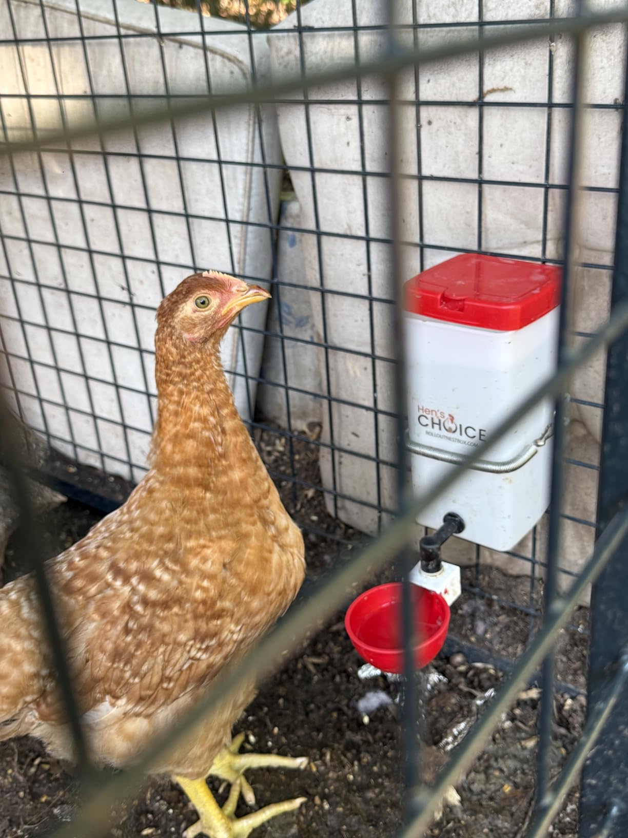 Hen's Choice™ 1L (32 oz) Drinker W/Cup, Nipple, & Wire Bracket for Poultry & Small Animals, Chick Waterer, Red customer photo 1
