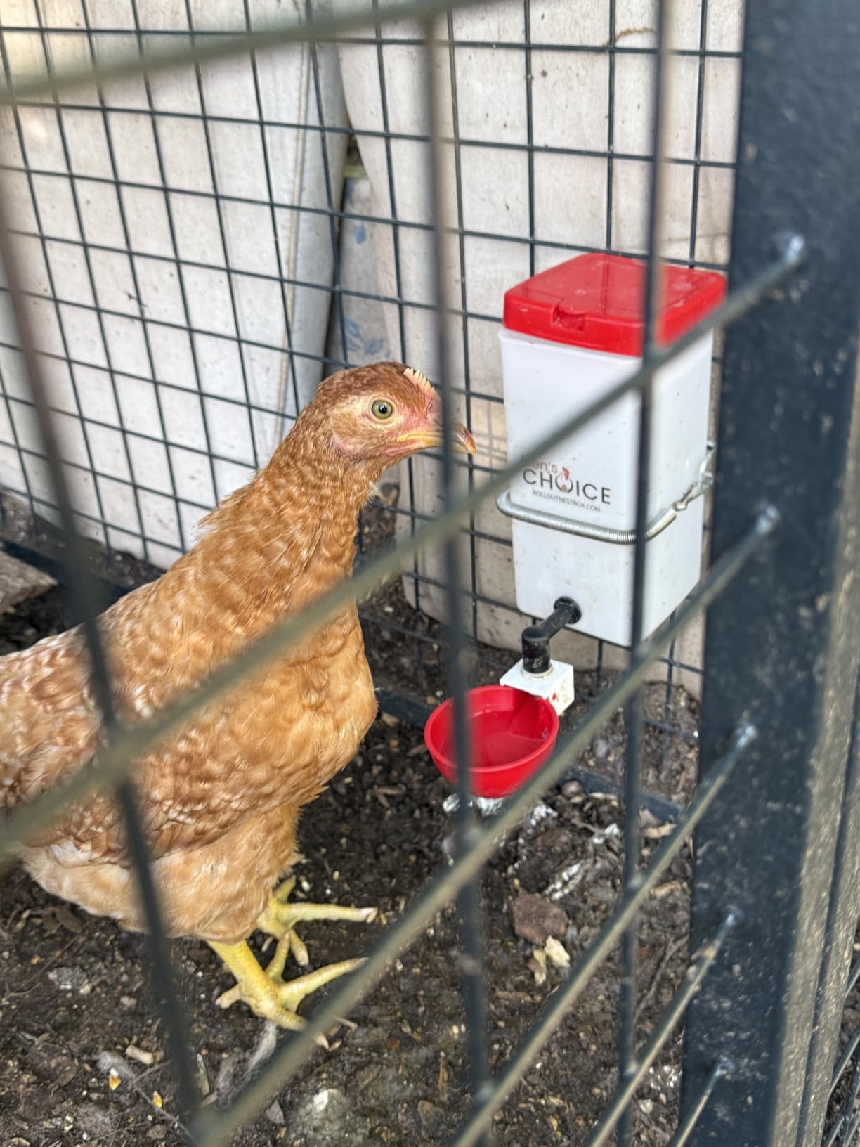 Hen's Choice™ 1L (32 oz) Drinker W/Cup, Nipple, & Wire Bracket for Poultry & Small Animals, Chick Waterer, Red customer photo 2