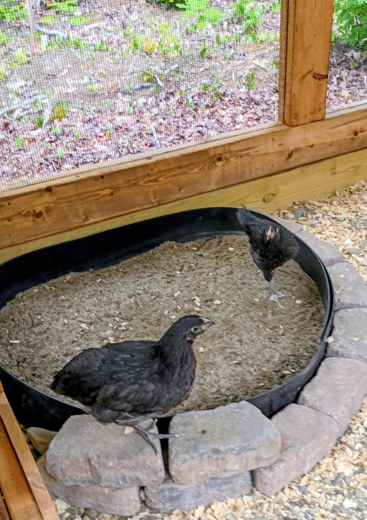 Chicken Dust Bath Tub, 40''D x 5.9''H Bottomless Design, PE Material, Adjustable Dust Bath for Chickens, Chicken Coop Cleaner Container,Essential Chicken Coop Accessory customer photo 1
