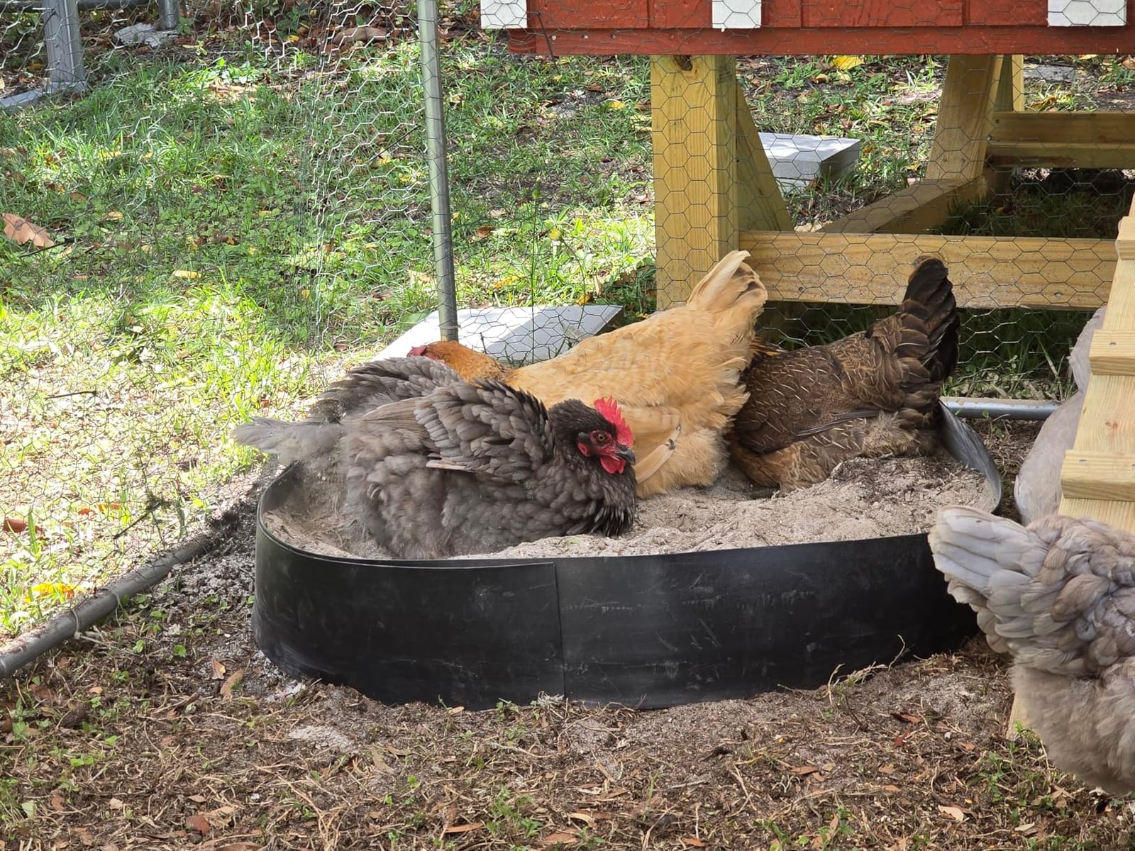 Chicken Dust Bath Tub, 40''D x 5.9''H Bottomless Design, PE Material, Adjustable Dust Bath for Chickens, Chicken Coop Cleaner Container,Essential Chicken Coop Accessory customer photo 2