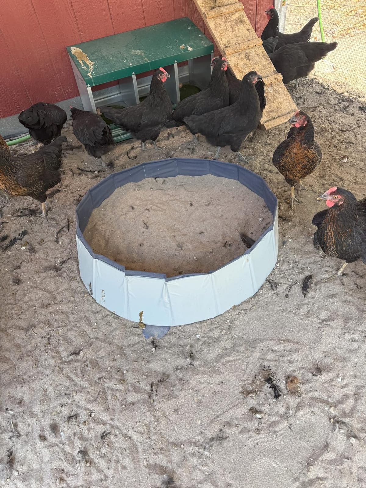 Chicken Dust Bath Tub, Chicken Coop Lime Cleaner Container, 32