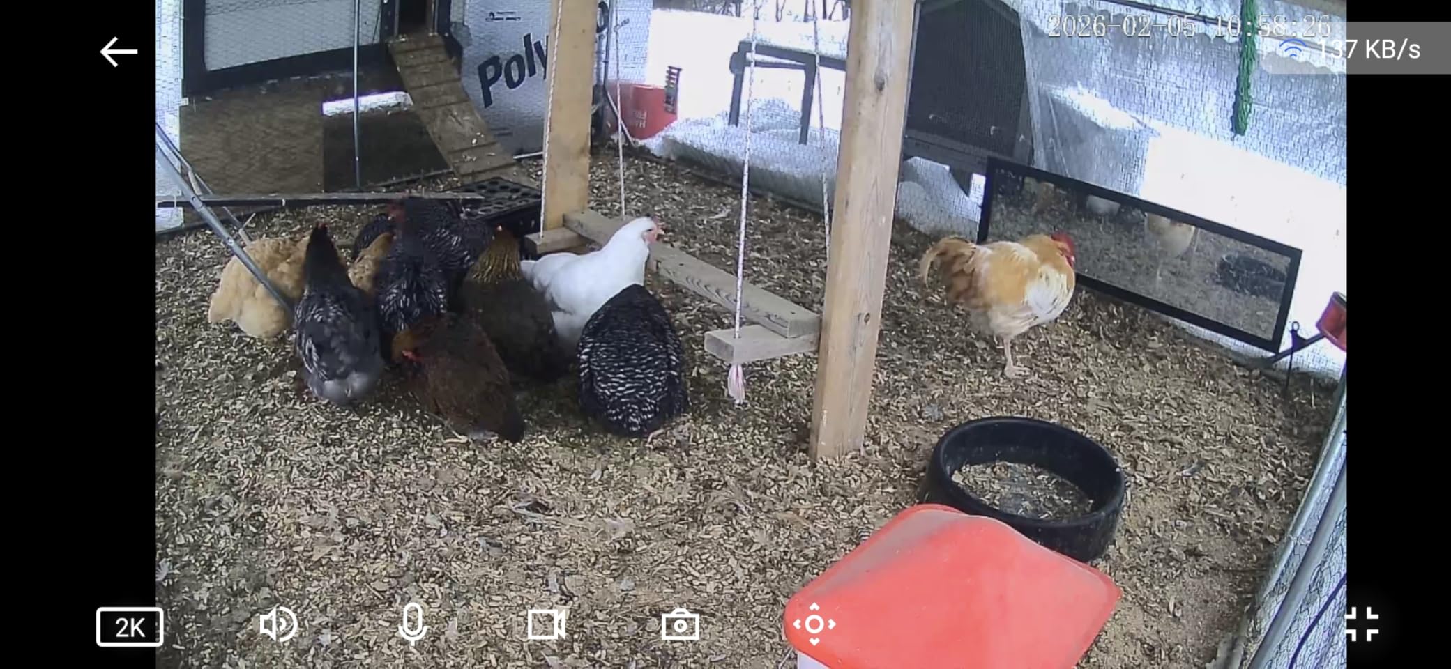 5.0 Gal Heated Chicken Waterer Bucket with 4 Horizontal Water Nipples customer photo 2