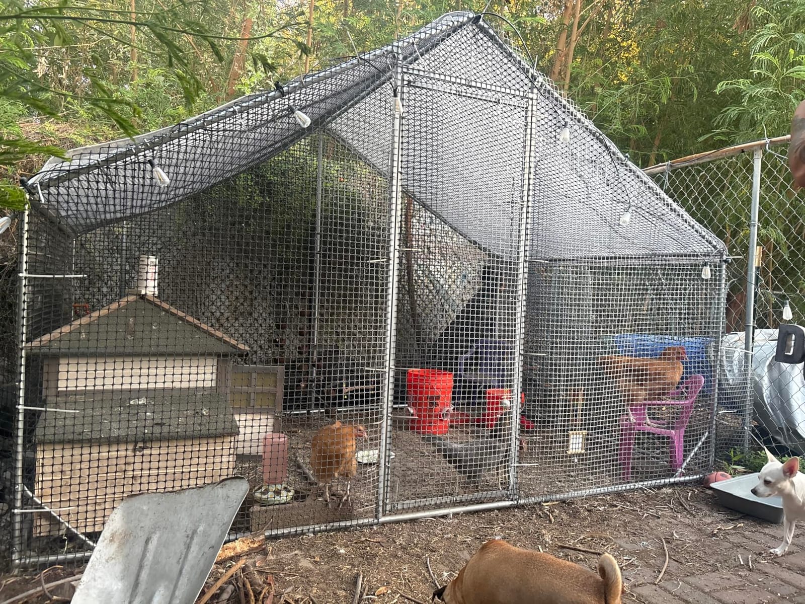 CAMMOO Walk in Chicken Coop, 19.7x9.8x6.6ft Chicken Run for Yard with Cover customer photo 2