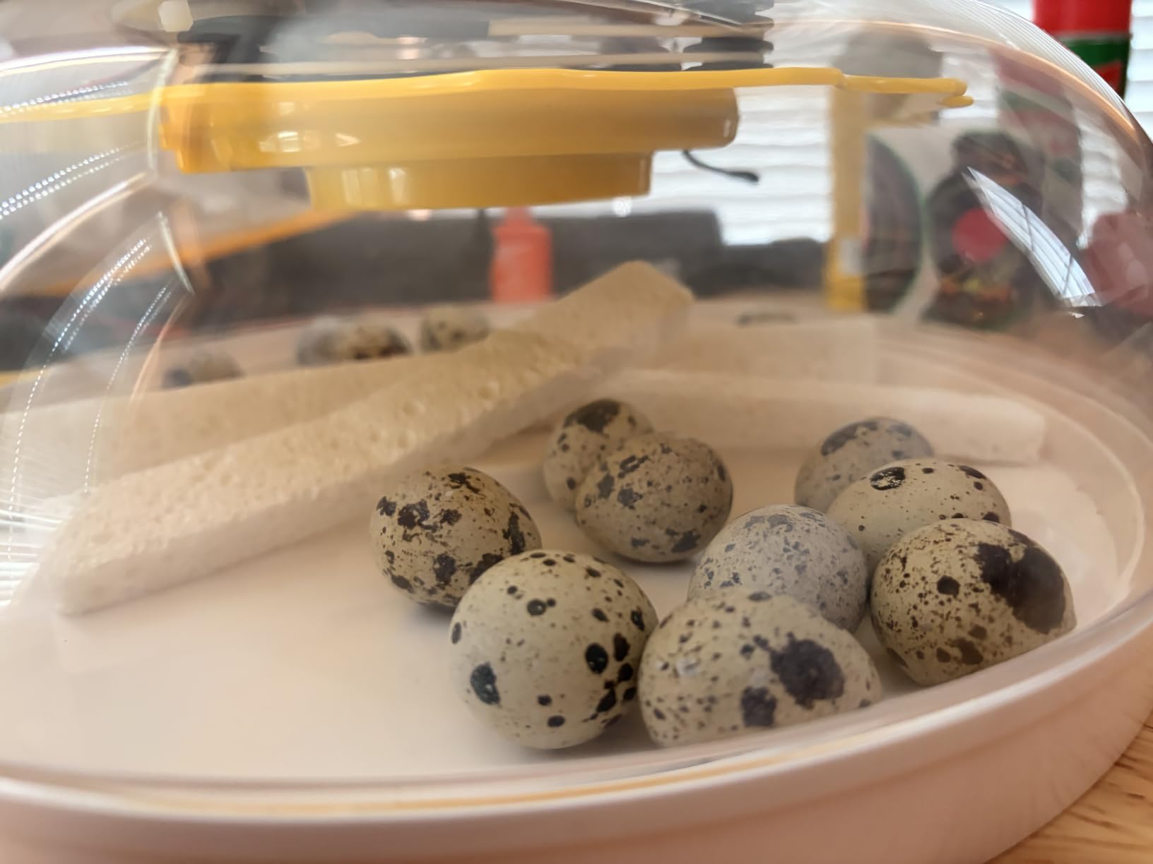 40 Quail Egg Incubator with Automatic Egg Turning Humidity Control Eggs customer photo 1