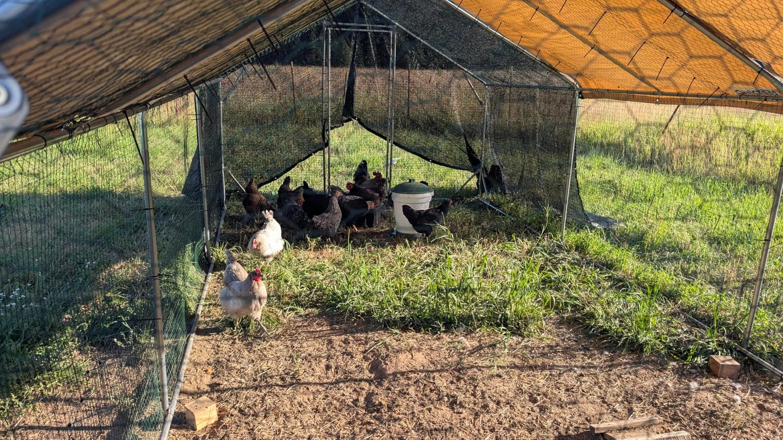 Quictent 12x9x6.6ft Large Metal Chicken Coop Run with Perch & Swing customer photo 1