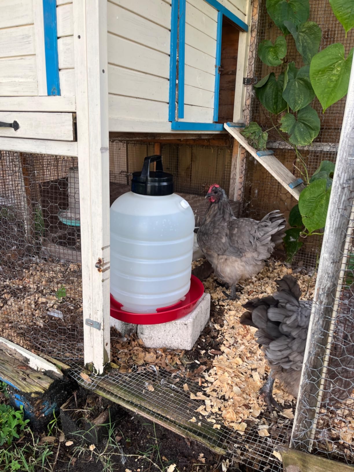 FARM-TUFF Premium 5-Gallon Hanging Chicken Waterer – BPA-Free Plastic, Top-Fill Poultry Fountain for Chickens, Ducks, Turkeys & Game Birds customer photo 1